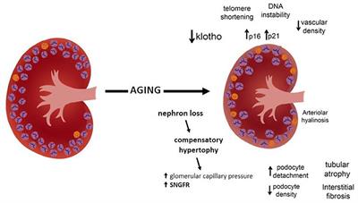 Glomerular filtration in the aging population